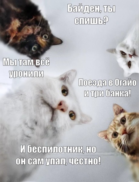 Котоужас.jpg
